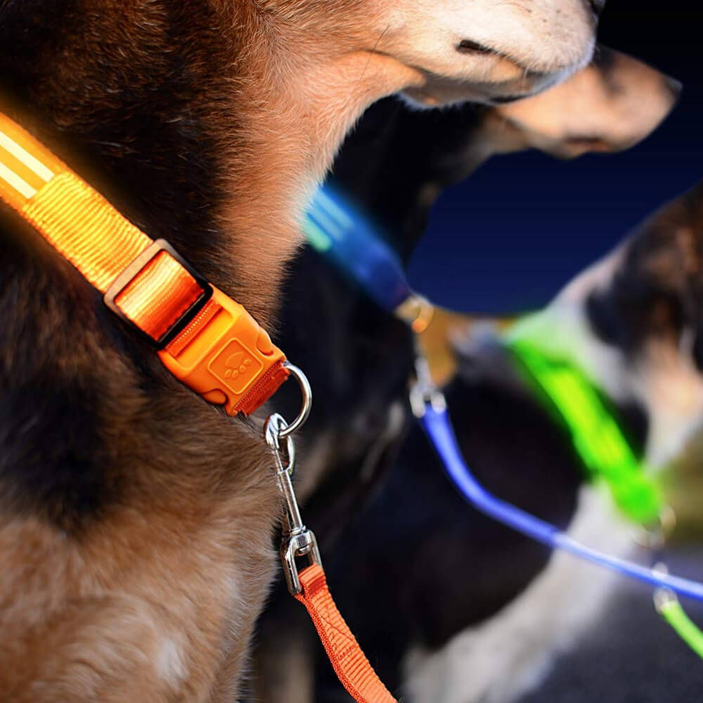Safety LED Light Up Dog Leash With 3 Flashing Modes, Reflective & USB Rechargeable