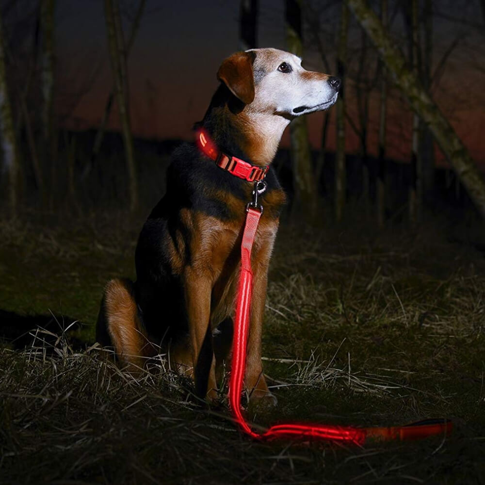 Safety LED Light Up Dog Leash With 3 Flashing Modes, Reflective & USB Rechargeable