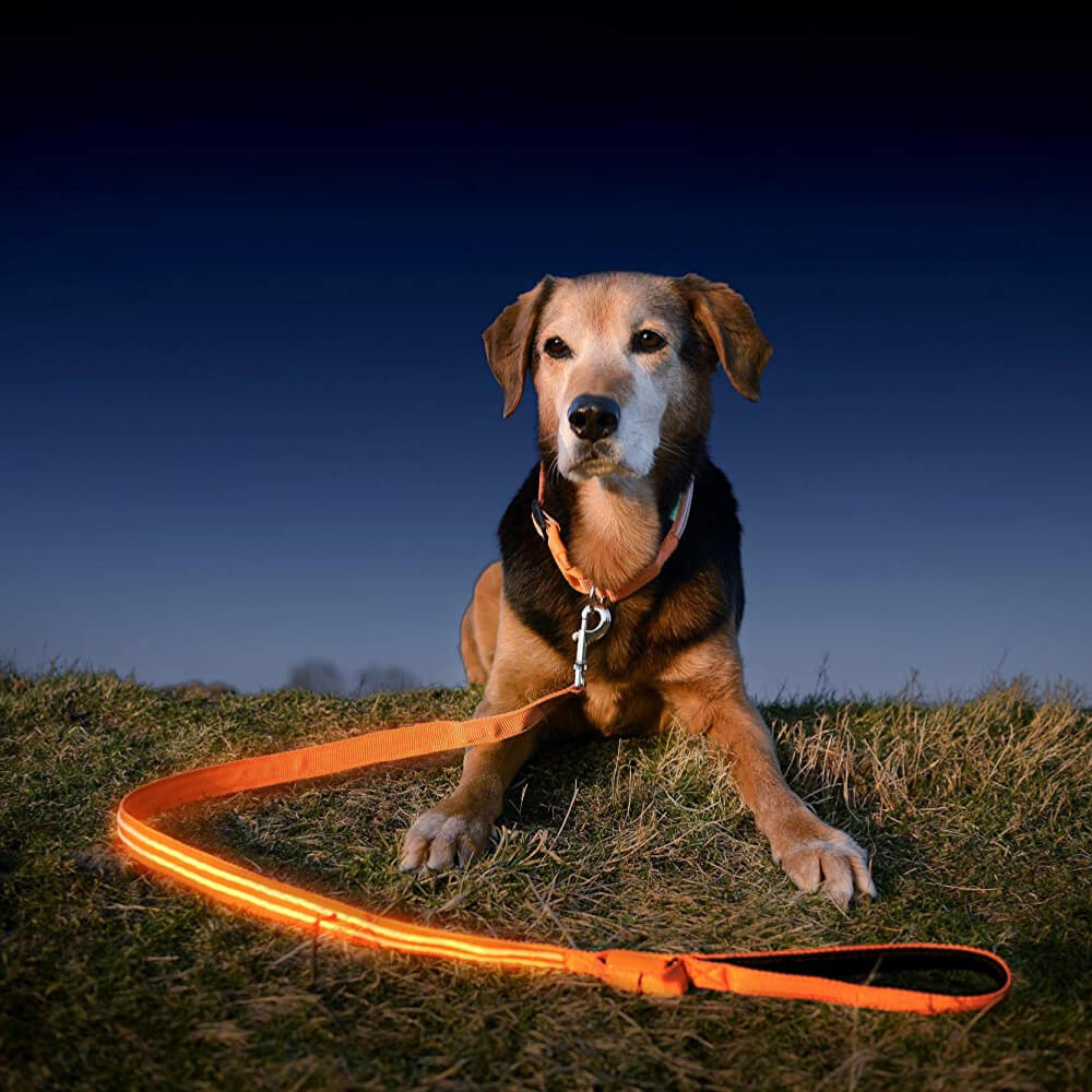 Safety LED Light Up Dog Leash With 3 Flashing Modes, Reflective & USB Rechargeable